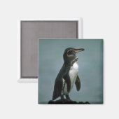 Galapagos Penguin on Lava Rock Magneet (Voorkant / Achterkant)