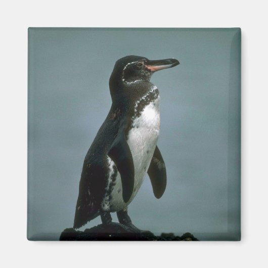 Galapagos Penguin on Lava Rock Magneet (Voorkant)
