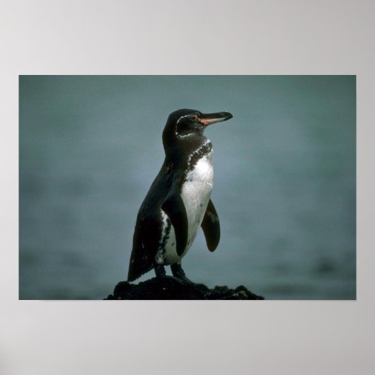 Galapagos Penguin on Lava Rock Poster (Voorkant)