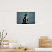 Galapagos Penguin on Lava Rock Poster (Keuken)