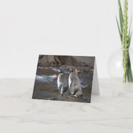Galapagos Penguin Pair Greeting Card Kaart