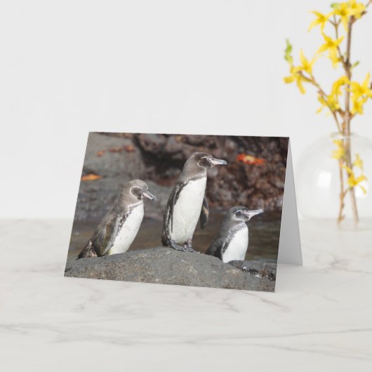 Galapagos Penguins Folded Greeting Card Kaart (Gele Bloem)