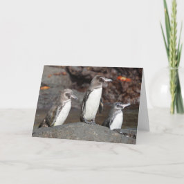 Galapagos Penguins Folded Greeting Card Kaart