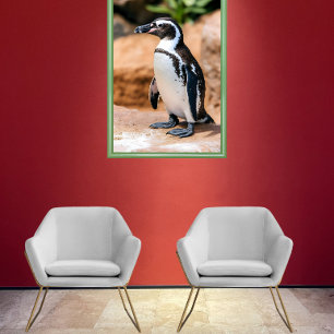 Galapagos-pinguïn Poster