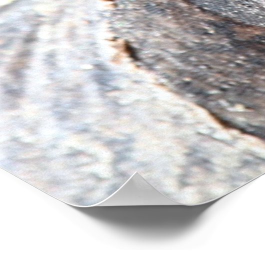 Galapagos Poster (Hoek)