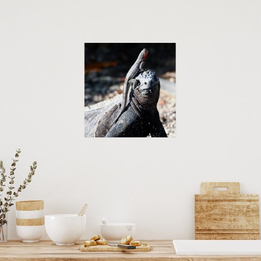 Galapagos Poster (Keuken)