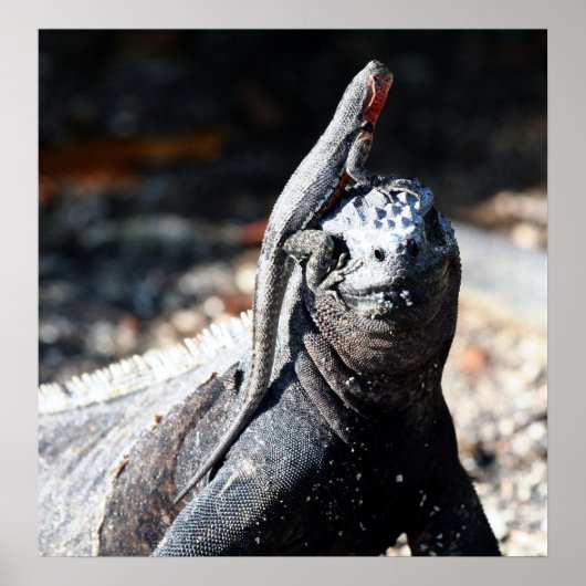 Galapagos Poster (Voorkant)