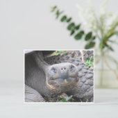 galapagos reusachtige schildpad briefkaart (Staand voorkant)
