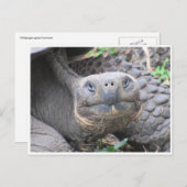 galapagos reusachtige schildpad briefkaart (Voorkant / Achterkant)