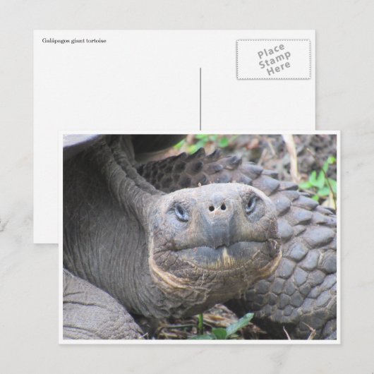 galapagos reusachtige schildpad briefkaart (Voorkant / Achterkant)