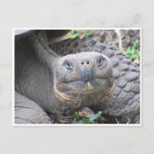 galapagos reusachtige schildpad briefkaart (Voorkant)