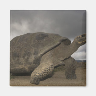 Galapagos reuzenschildpad Geochelone Magneet