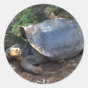 Galapagos reuzenschildpad (type met zadelrug) ligg ronde sticker
