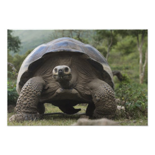 Galapagos reuzenschildpadden Geochelone Foto Afdruk