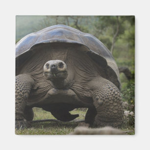 Galapagos reuzenschildpadden Geochelone Magneet