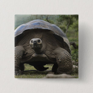 Galapagos-reuzenschildpadden Geochelone Vierkante Button 5,1 Cm