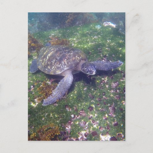 galapagos schildpad briefkaart (Voorkant)