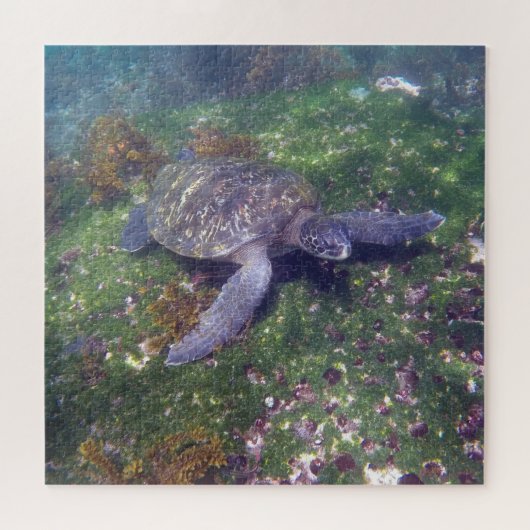 galapagos schildpad groen legpuzzel (Horizontaal)