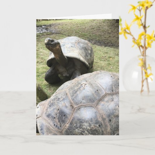 Galapagos schildpad wenskaart #2 (Grappig van binn Kaart (Gele Bloem)