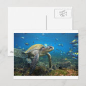 Galapagos schildpadden zwemmen in lagune briefkaart (Voorkant / Achterkant)