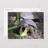 galapagos tortoise baby briefkaart (Voorkant / Achterkant)