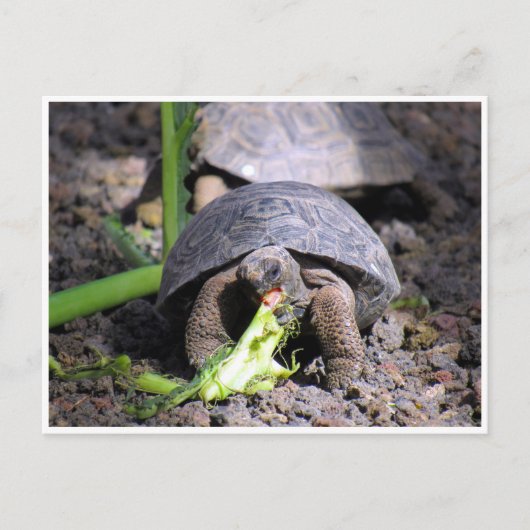 galapagos tortoise baby briefkaart (Voorkant)
