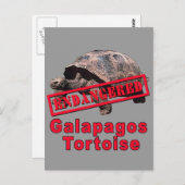 Galapagos Tortoise Bedreigde Kunst Tshirts Briefkaart (Voorkant / Achterkant)
