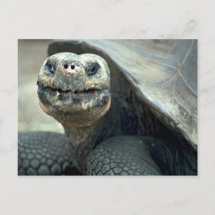Galapagos Tortoise Briefkaart