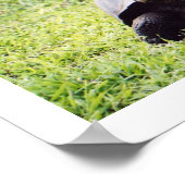 Galápagos tortoise, hoe groot hij ook wil zijn poster (Hoek)