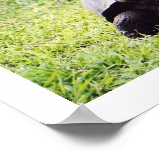 Galápagos tortoise, hoe groot hij ook wil zijn poster (Hoek)