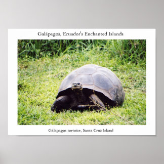 Galápagos tortoise, hoe groot hij ook wil zijn poster