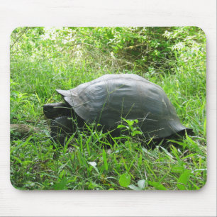 Galápagos Tortoise Muismat