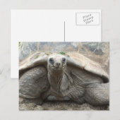 Galapagos Tortoise Postcard Briefkaart (Voorkant / Achterkant)