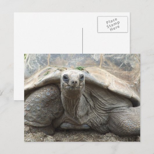 Galapagos Tortoise Postcard Briefkaart (Voorkant / Achterkant)