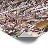 Galapagos Tortoise Poster (Hoek)