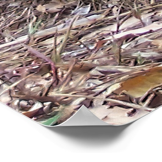 Galapagos Tortoise Poster (Hoek)