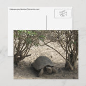 galápagos tortoise rest briefkaart (Voorkant / Achterkant)
