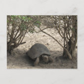 galápagos tortoise rest briefkaart (Voorkant)