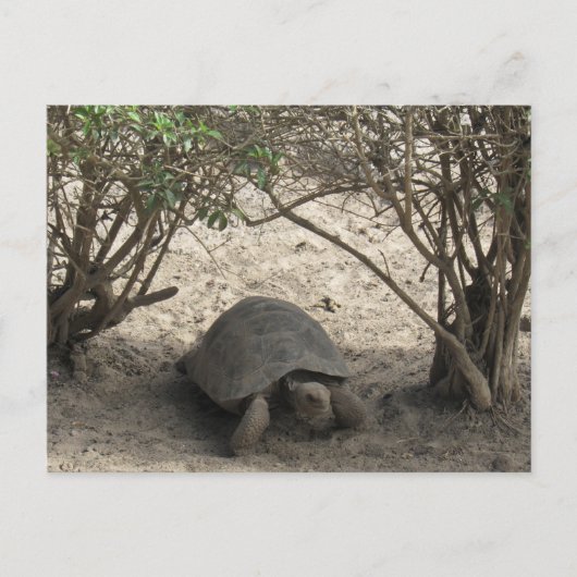 galápagos tortoise rest briefkaart (Voorkant)