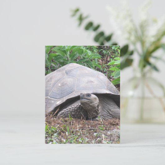 galapagos tortosius briefkaart (Staand voorkant)