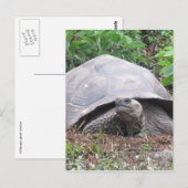 galapagos tortosius briefkaart (Voorkant / Achterkant)