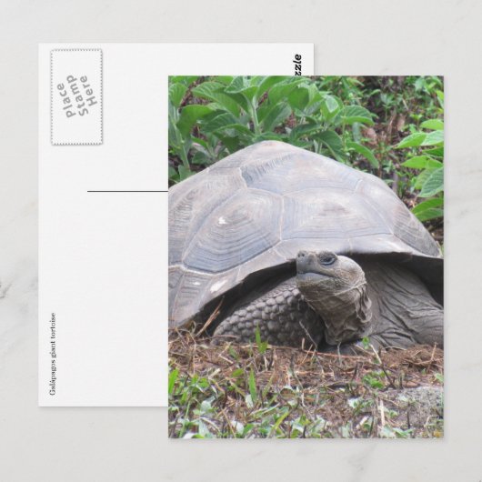 galapagos tortosius briefkaart (Voorkant / Achterkant)