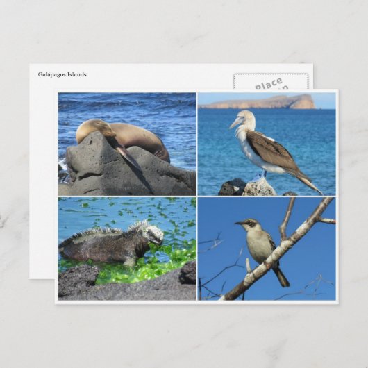 galapagos vier briefkaart (Voorkant / Achterkant)