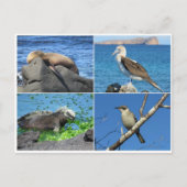 galapagos vier briefkaart (Voorkant)