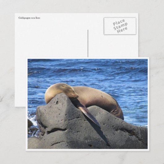 galapagos zee leeuw briefkaart (Voorkant / Achterkant)