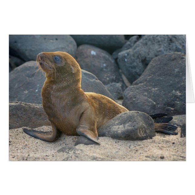 Galapagos Zee Lion (Voorkant Horizontaal)