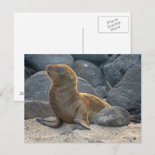 Galapagos Zee Lion Briefkaart (Voorkant / Achterkant)