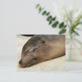 Galapagos Zee Lion Briefkaart (Staand voorkant)