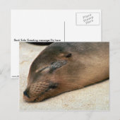 Galapagos Zee Lion Briefkaart (Voorkant / Achterkant)