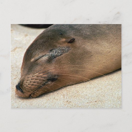 Galapagos Zee Lion Briefkaart (Voorkant)